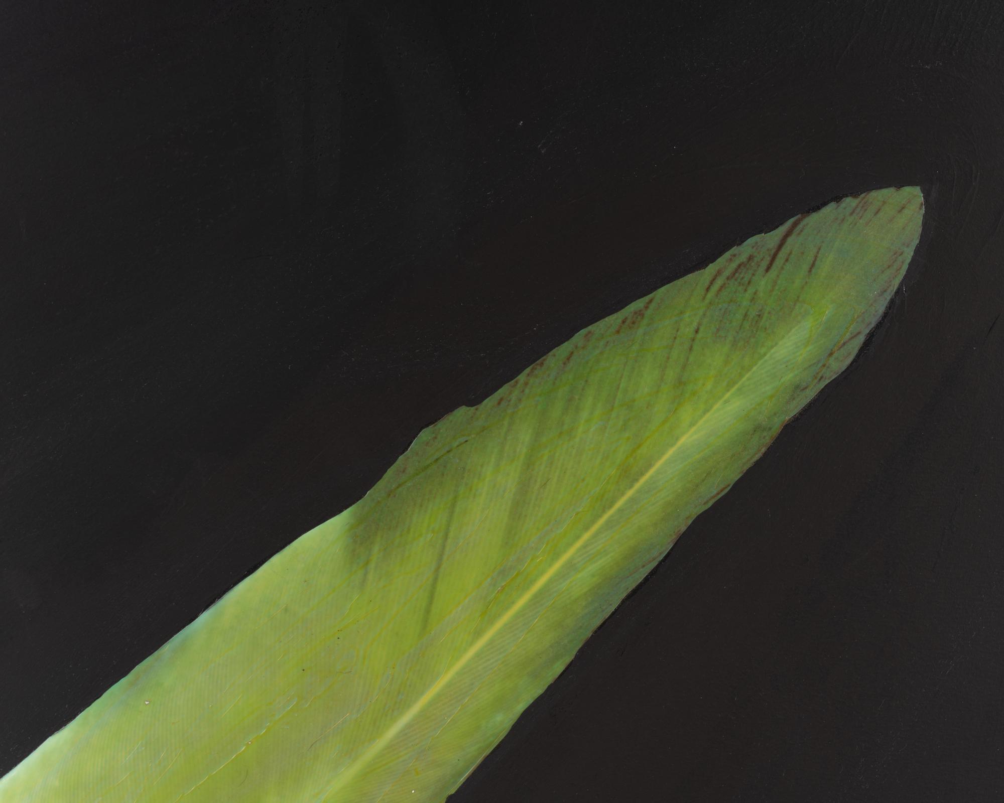 Feather
