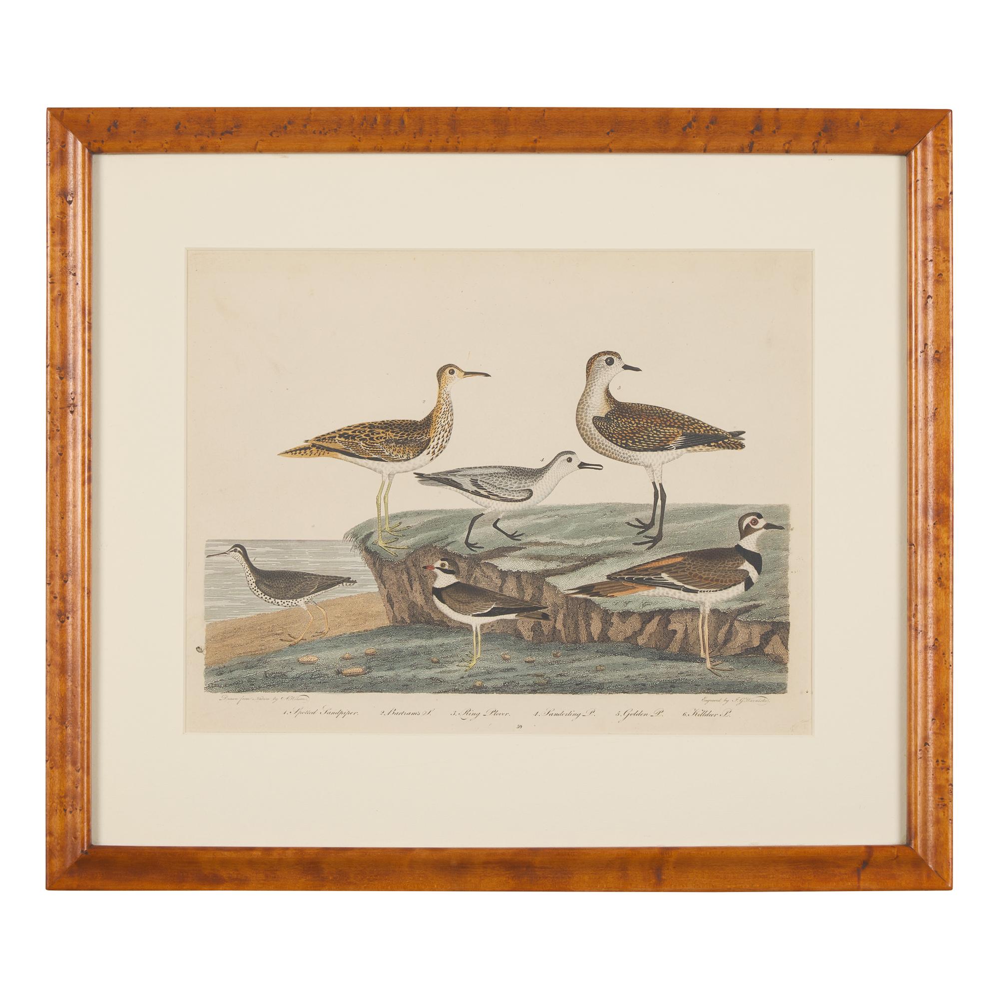 Alexander Lawson (1773-1846) and John G. Warnicke (died 1818), After Alexander Wilson (1766-1813), A Set of Sixteen Hand-Colored Engravings of Various Birds