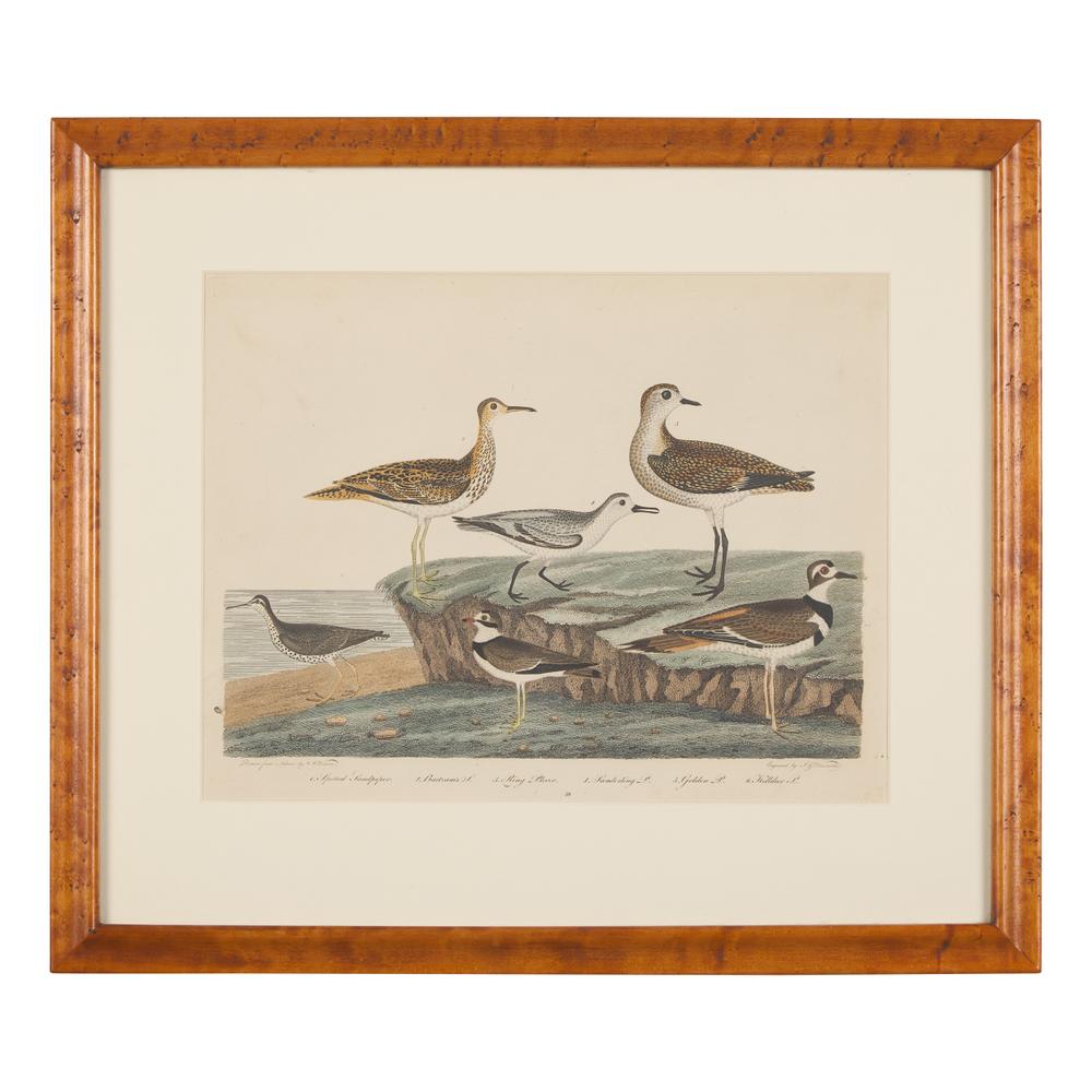 Alexander Lawson (1773-1846) and John G. Warnicke (died 1818), After Alexander Wilson (1766-1813), A Set of Sixteen Hand-Colored Engravings of Various Birds