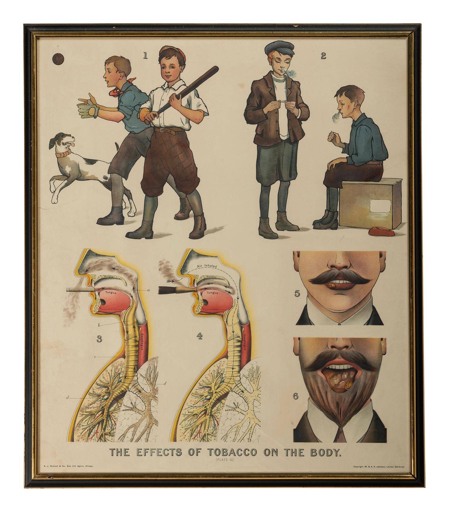[SCIENCE & MEDICINE] -- [POSTER]. The Effects of Tobacco on the Body . Edinburgh: W. & A.K. Johnston, Limited, n.d. Sold by A.J. Nystrom & Co., Chicago.