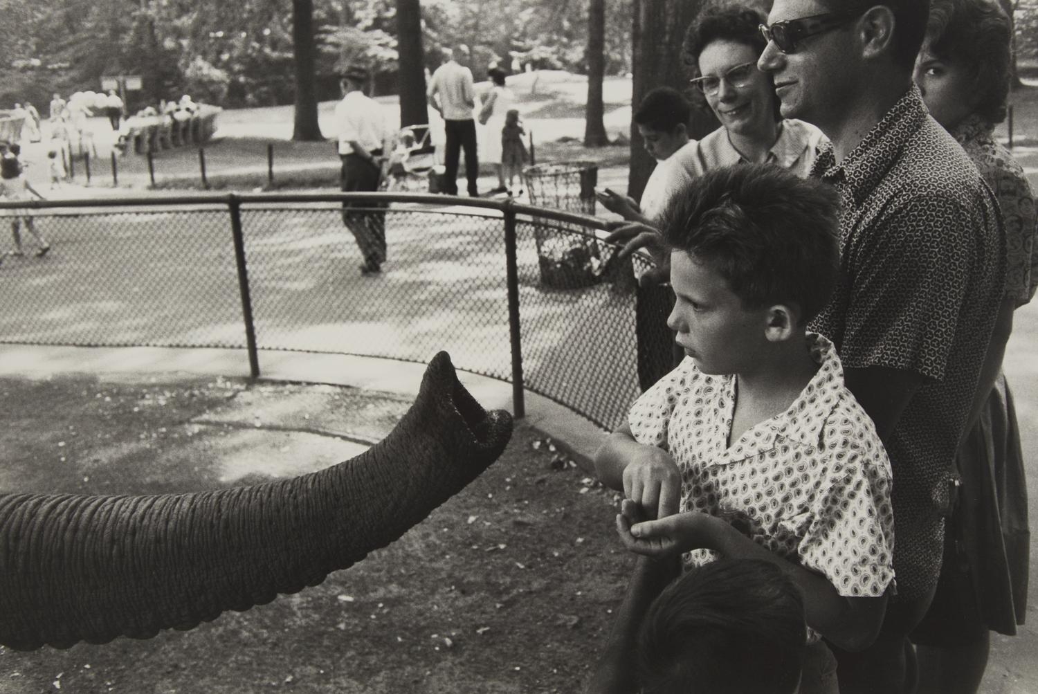 Bronx Zoo (from The Animals ), 1963, later printed in 1970s