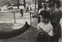 Bronx Zoo (from The Animals ), 1963, later printed in 1970s