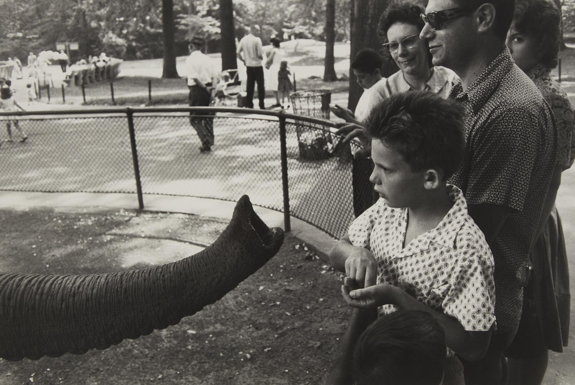 Bronx Zoo (from The Animals ), 1963, later printed in 1970s