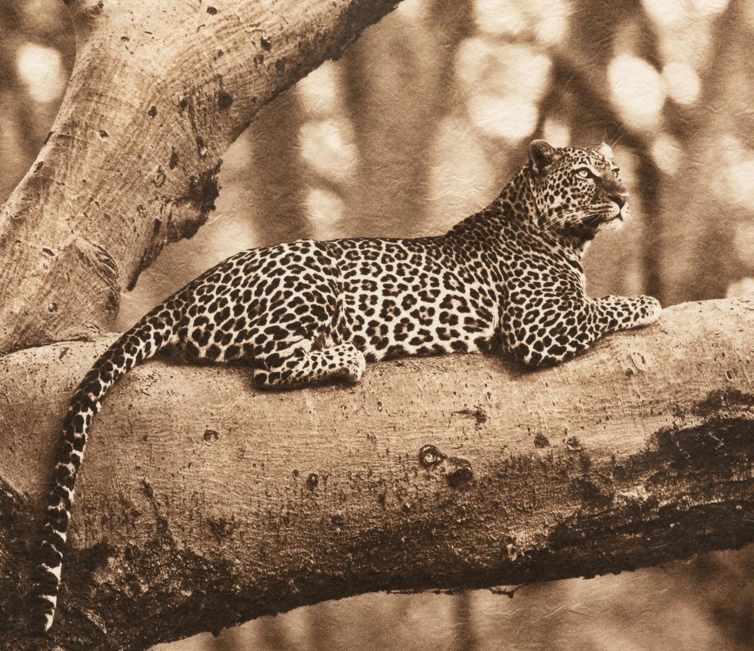 Leopard in Fever Tree #2 edition 1/30, 2008