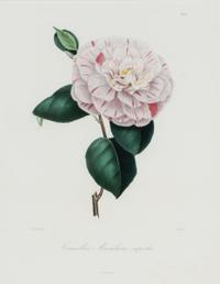 A Set of Five French Botanical Prints