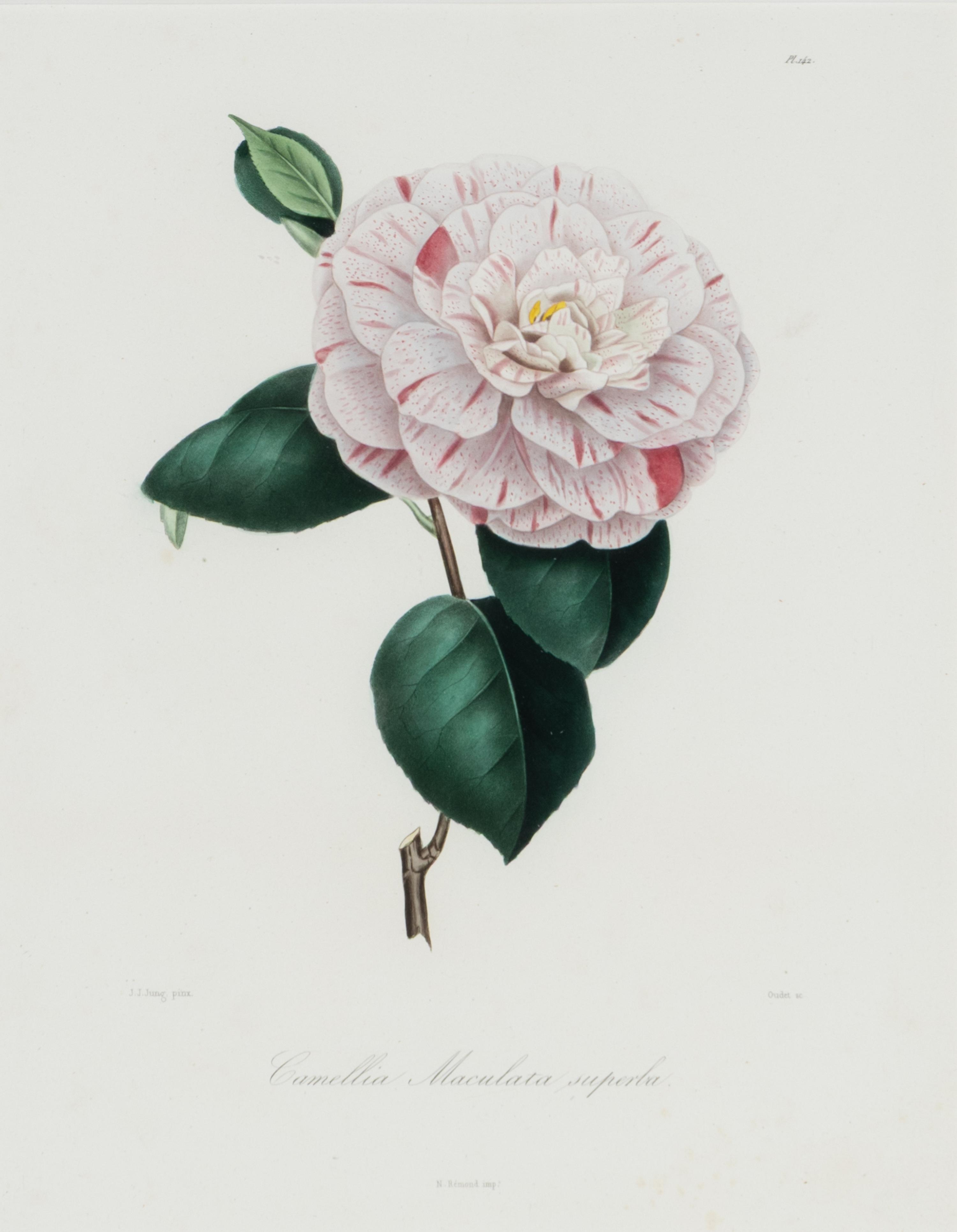 A Set of Five French Botanical Prints