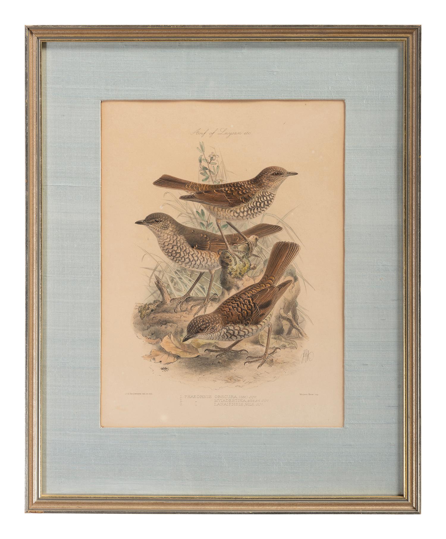 J.G. Keulemans (Dutch, 1842-1912)