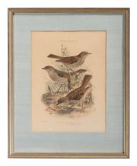 J.G. Keulemans (Dutch, 1842-1912)