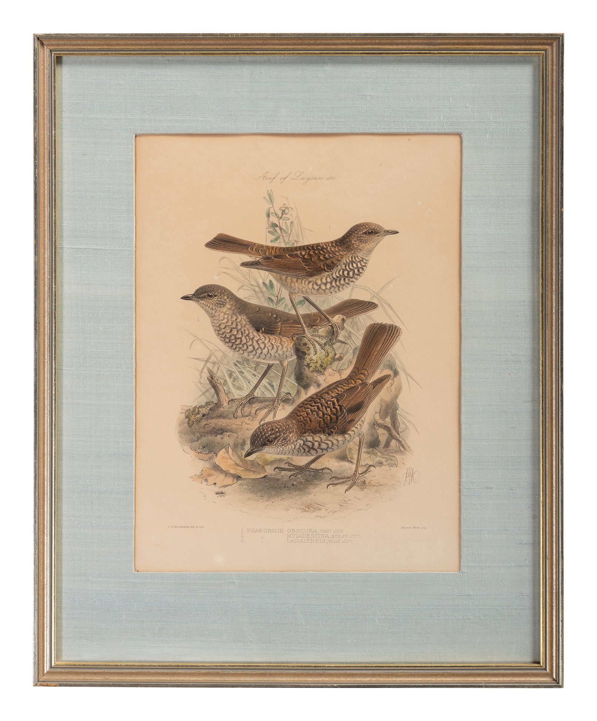 J.G. Keulemans (Dutch, 1842-1912)