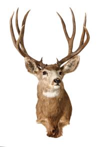 Two Mule Deer Shoulder Mounts