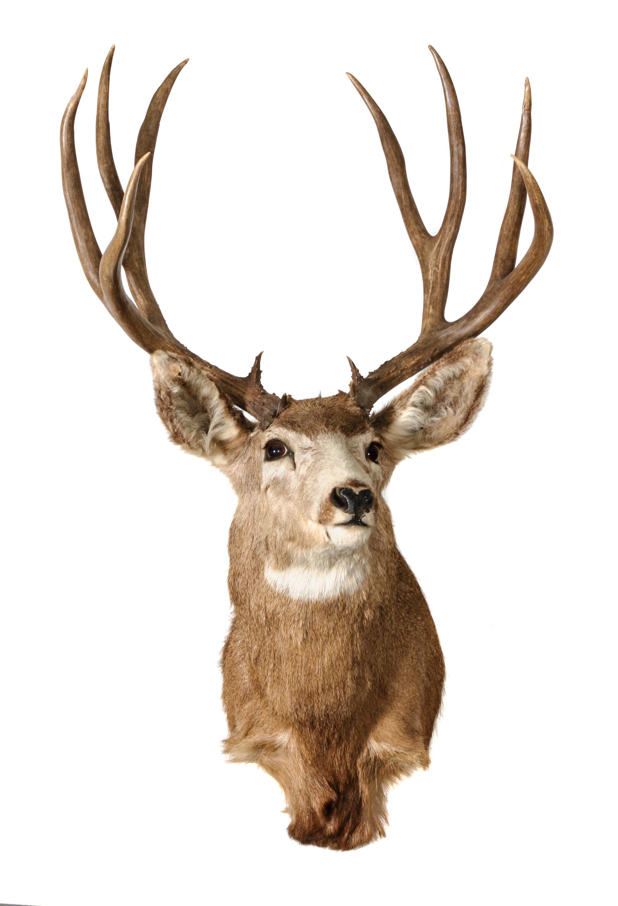 Two Mule Deer Shoulder Mounts