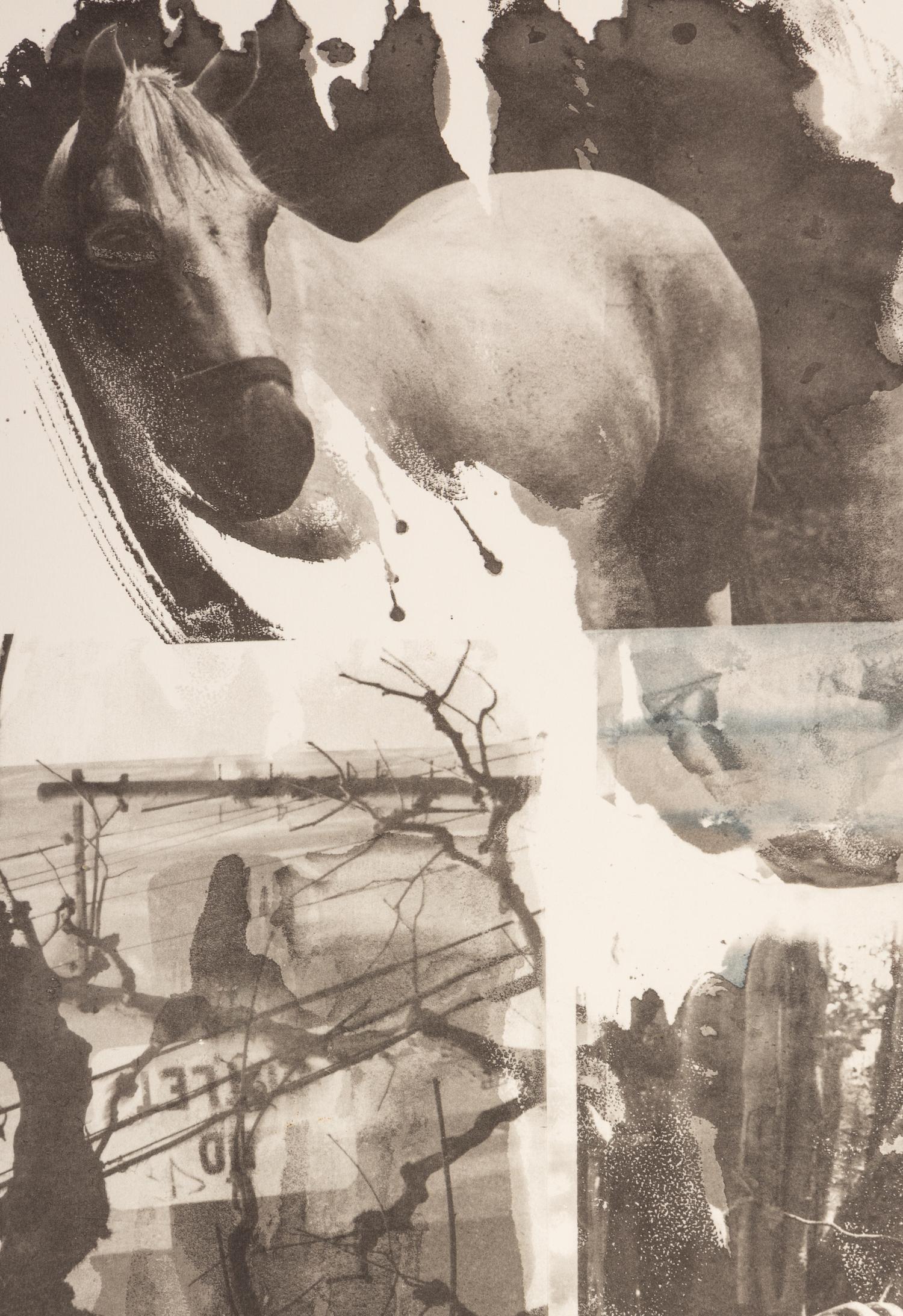 Horse Silk (from Night Sights)