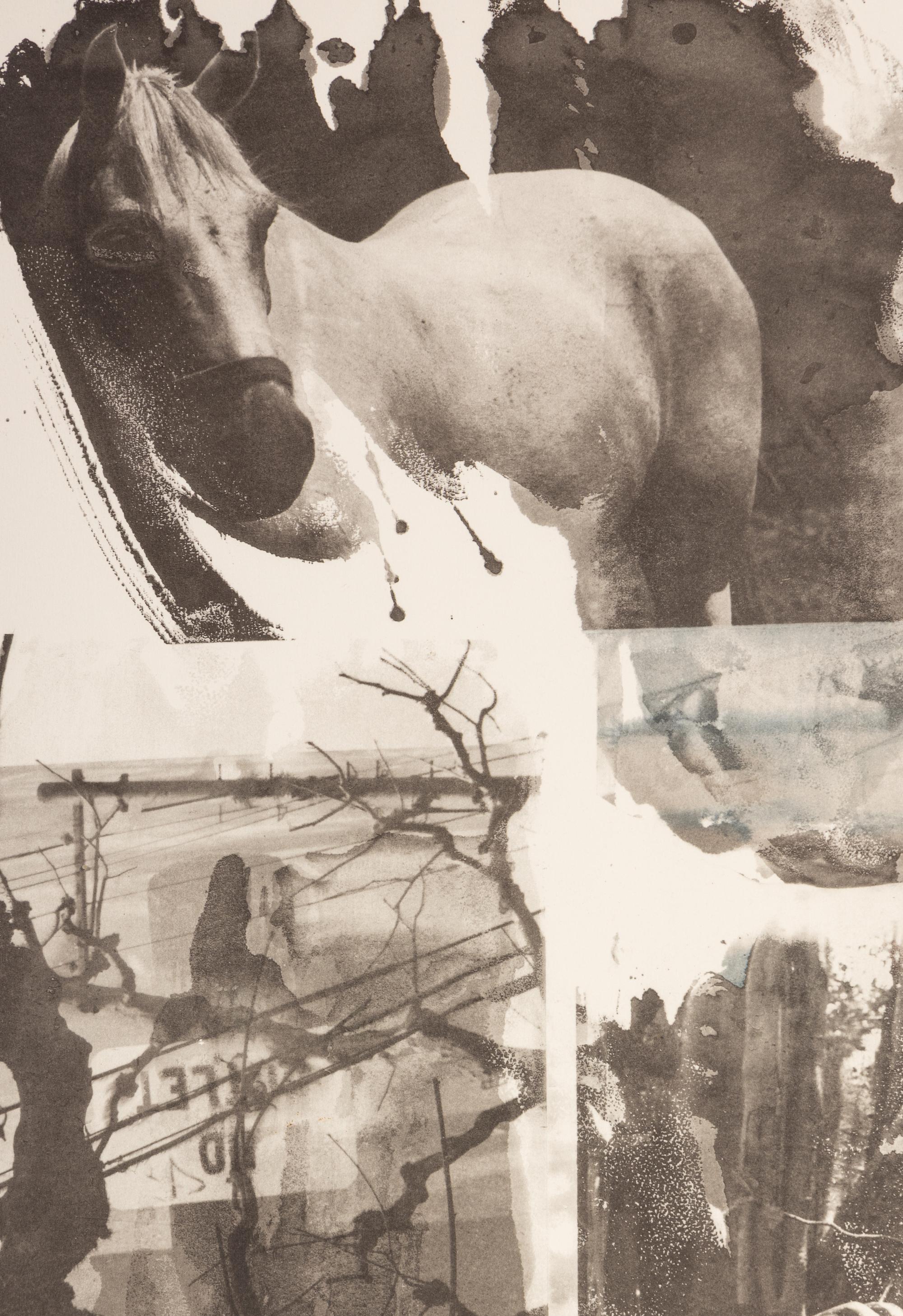 Horse Silk (from Night Sights)