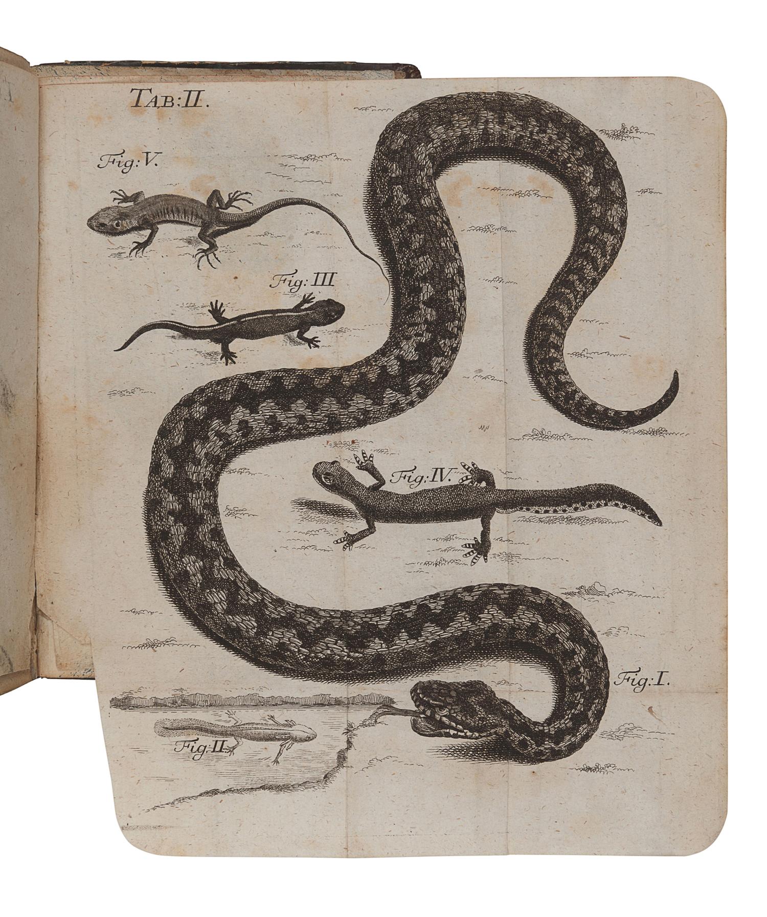 LAURENTI, Joseph Nicolai (1735-1805). Specimen Medicum, exhibens Synopsin Reptilium Emendatam cum Experimentis circa Venena et Antidota Reptilium Austriacorum . Vienna: Joan. Thomae, [1768].