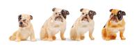 A Group of Four Royal Doulton Bulldogs Height of tallest 2 1/4 inches.
