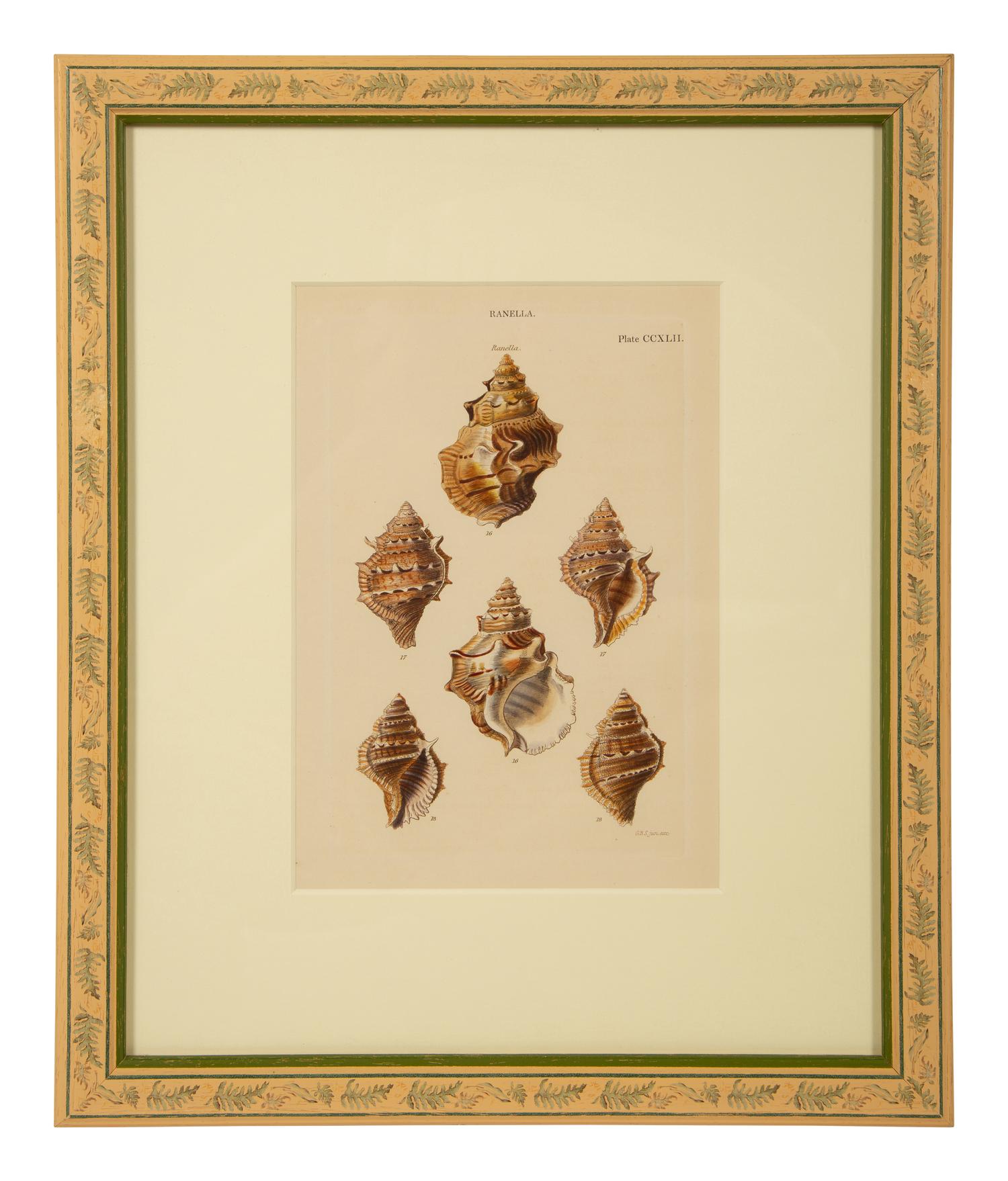 Conchologia Systematica: Eight Plates, 1841