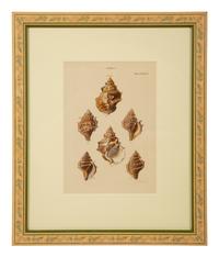 Conchologia Systematica: Eight Plates, 1841