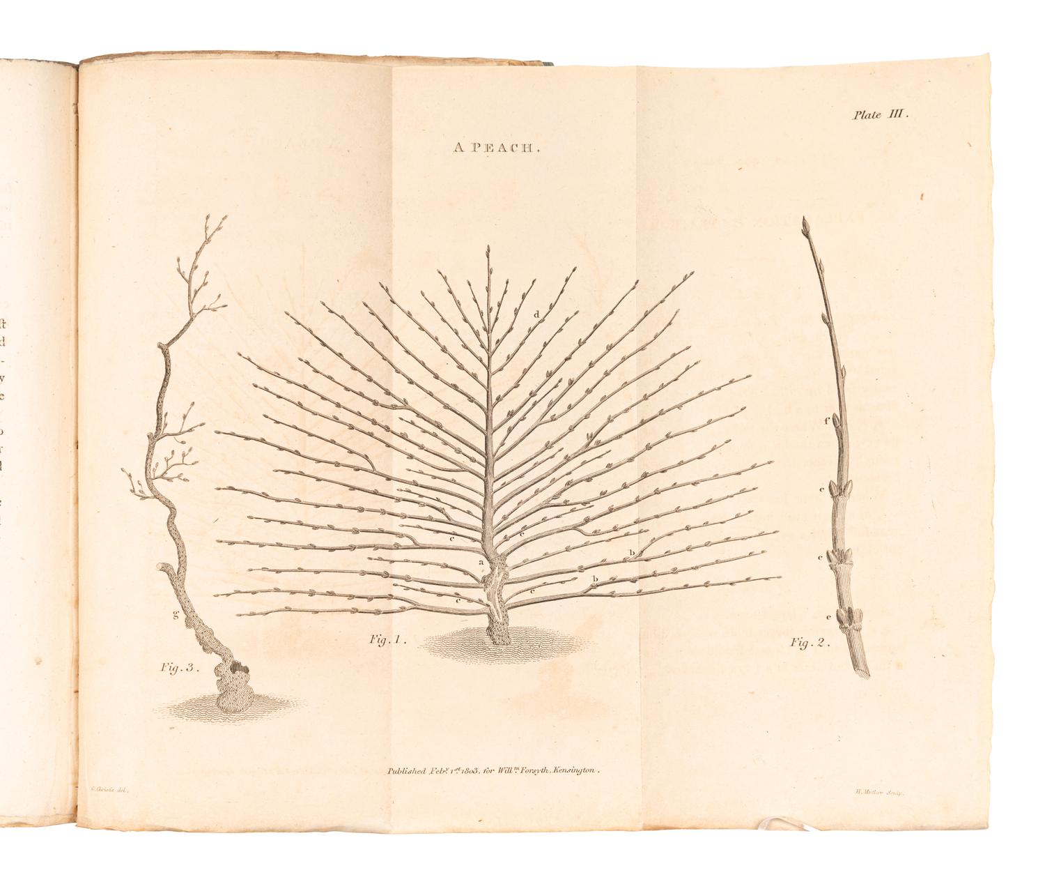 [FRUIT TREES]. A group of 4 works, comprising:
