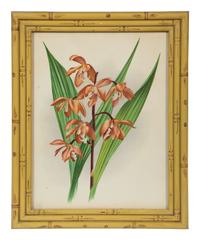 A Set of Twelve Framed Botanical Lithographs