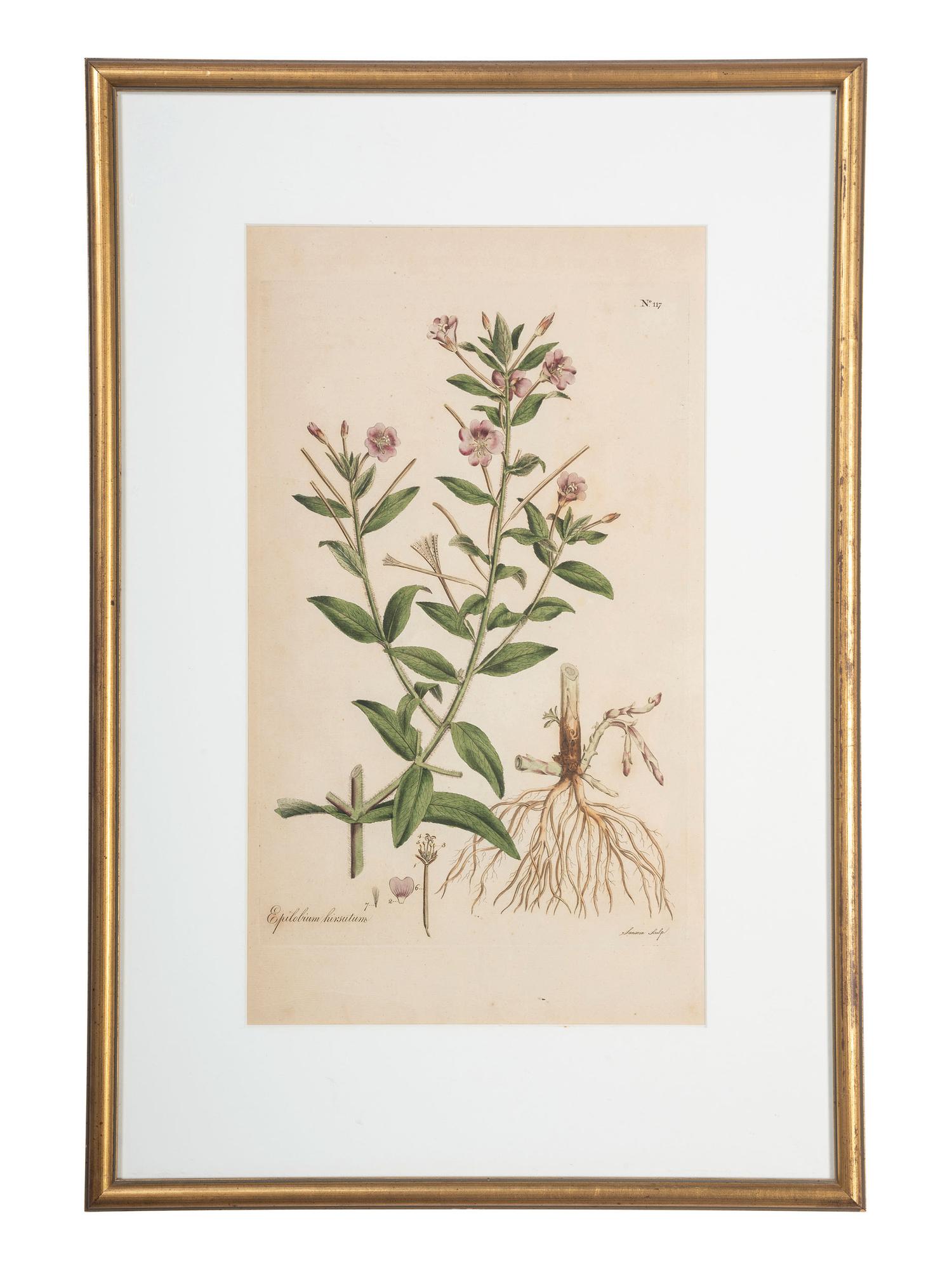 Four Hand-Colored Botanical Engravings