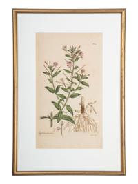 Four Hand-Colored Botanical Engravings