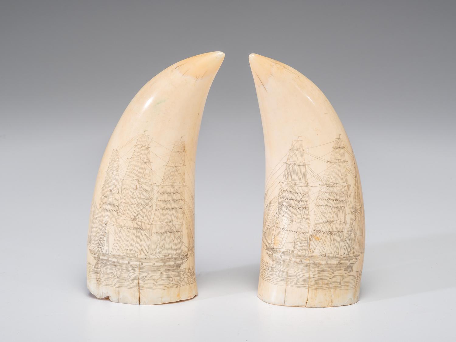 A Pair of Scrimshaw Sperm Whale's Teeth