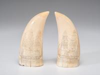 A Pair of Scrimshaw Sperm Whale's Teeth