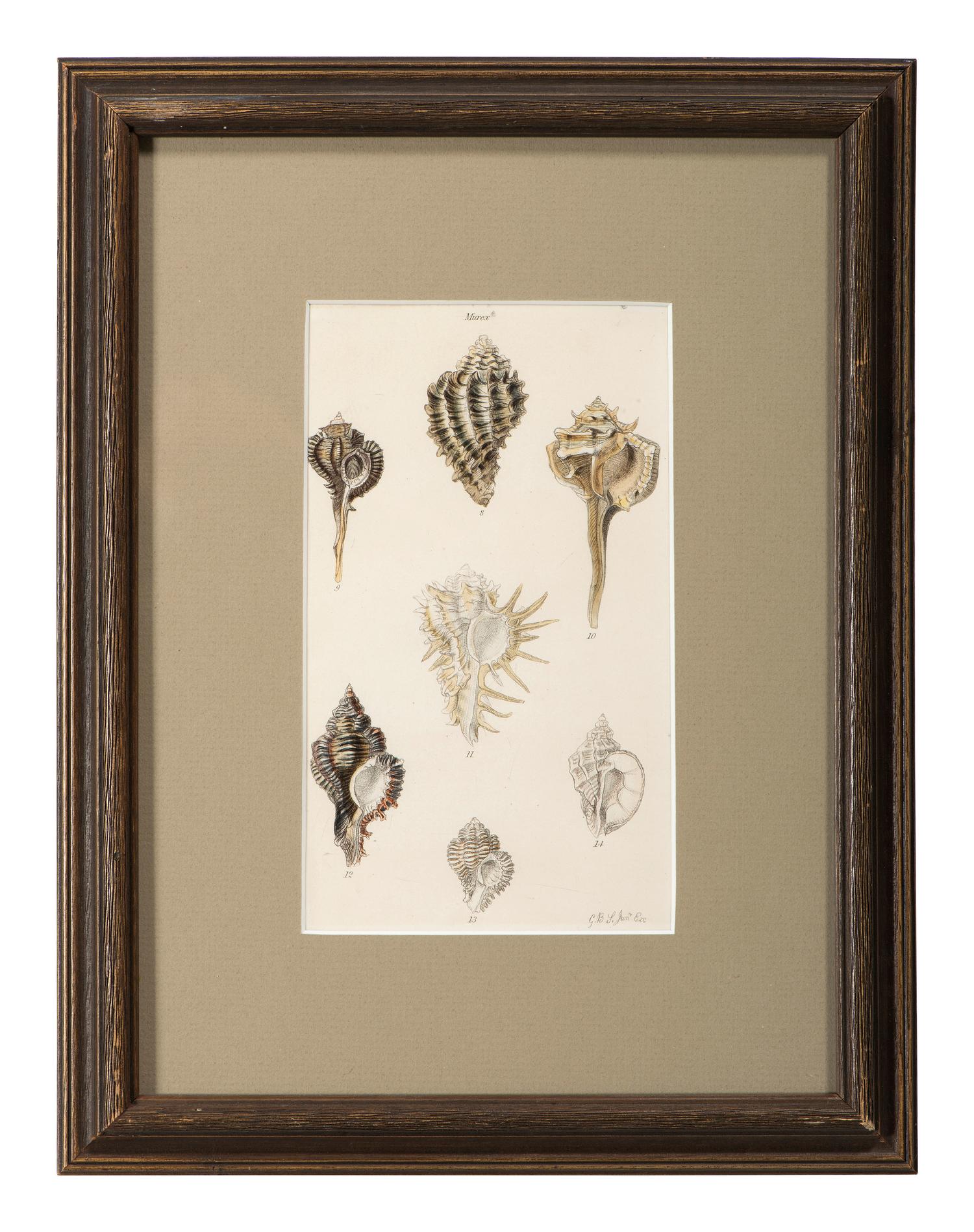 Thirteen Hand-Colored Shell Engravings