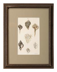 Thirteen Hand-Colored Shell Engravings