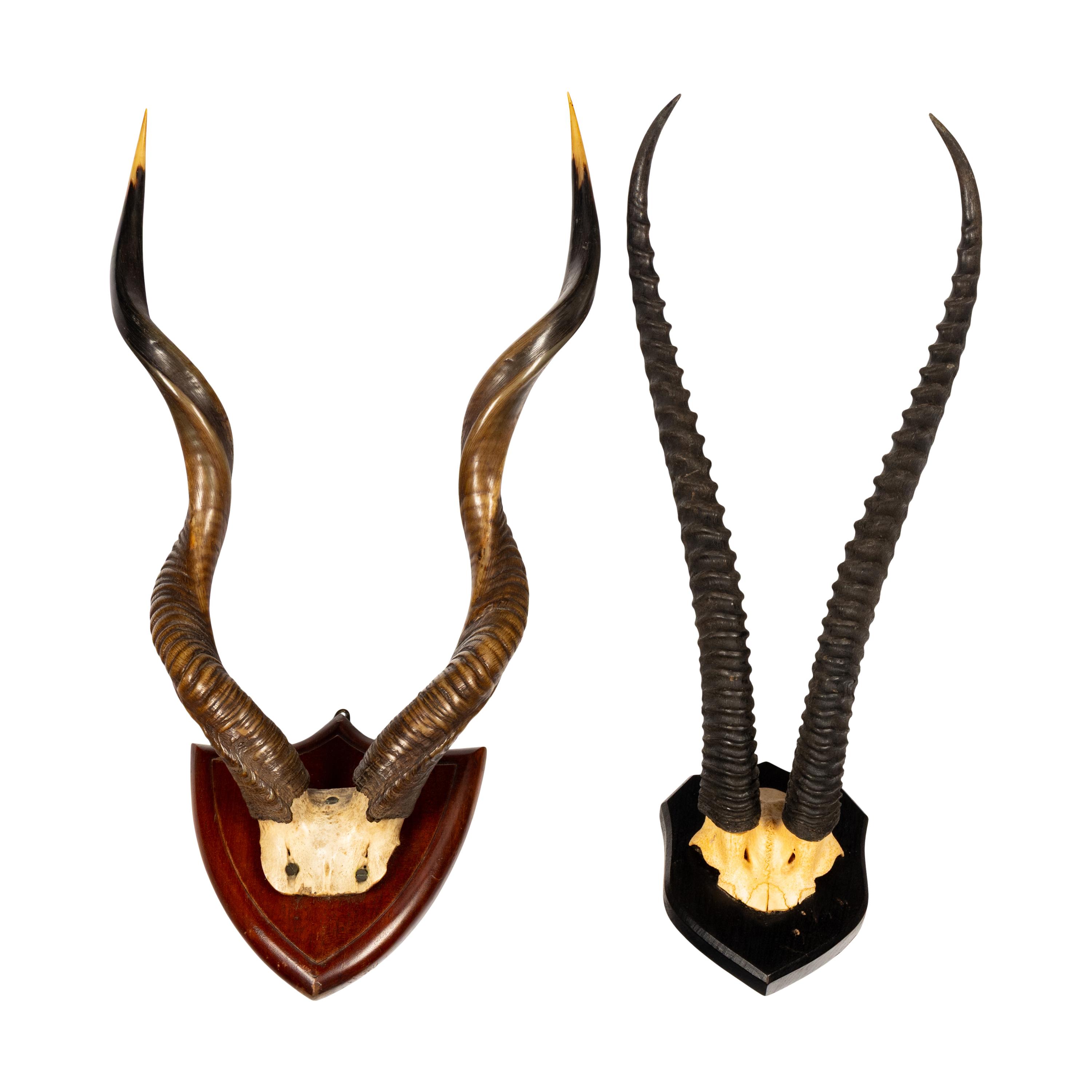 A Group of Three Taxidermy Antler Mounts