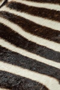 A Zebra Hide Rug