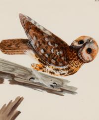 Six Bird Portraits