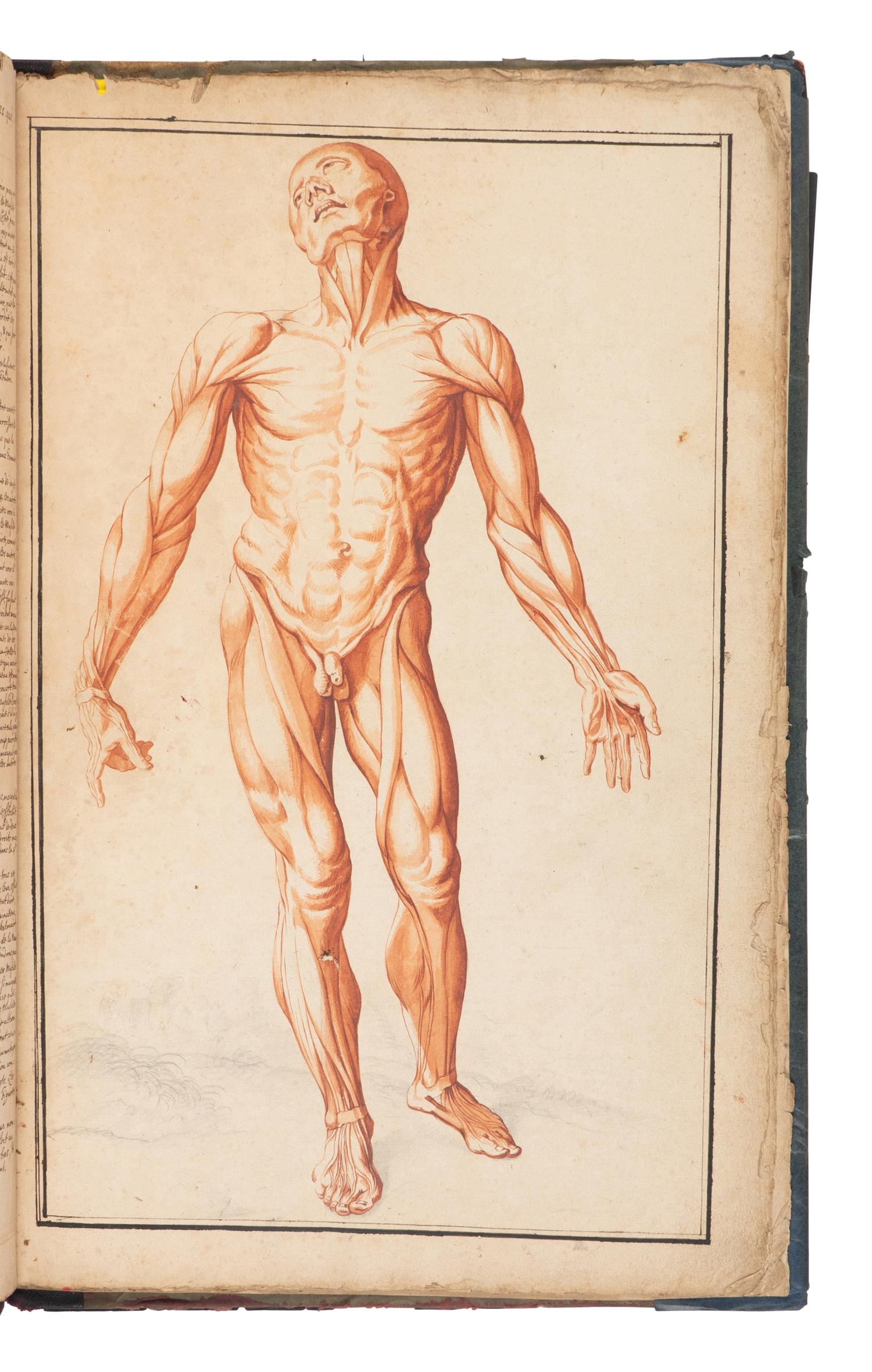 [SCIENCE & MEDICINE -MANUSCRIPT]. [After TORTEBAT, Francois (c 1616-1690), illustrator. -- PILES, Roger de (1635-1709)]. "Abrege d'Anatomie Accommode aux Arts de Peinture et de Sculpture. " [France, ca 17th- early 18th century].