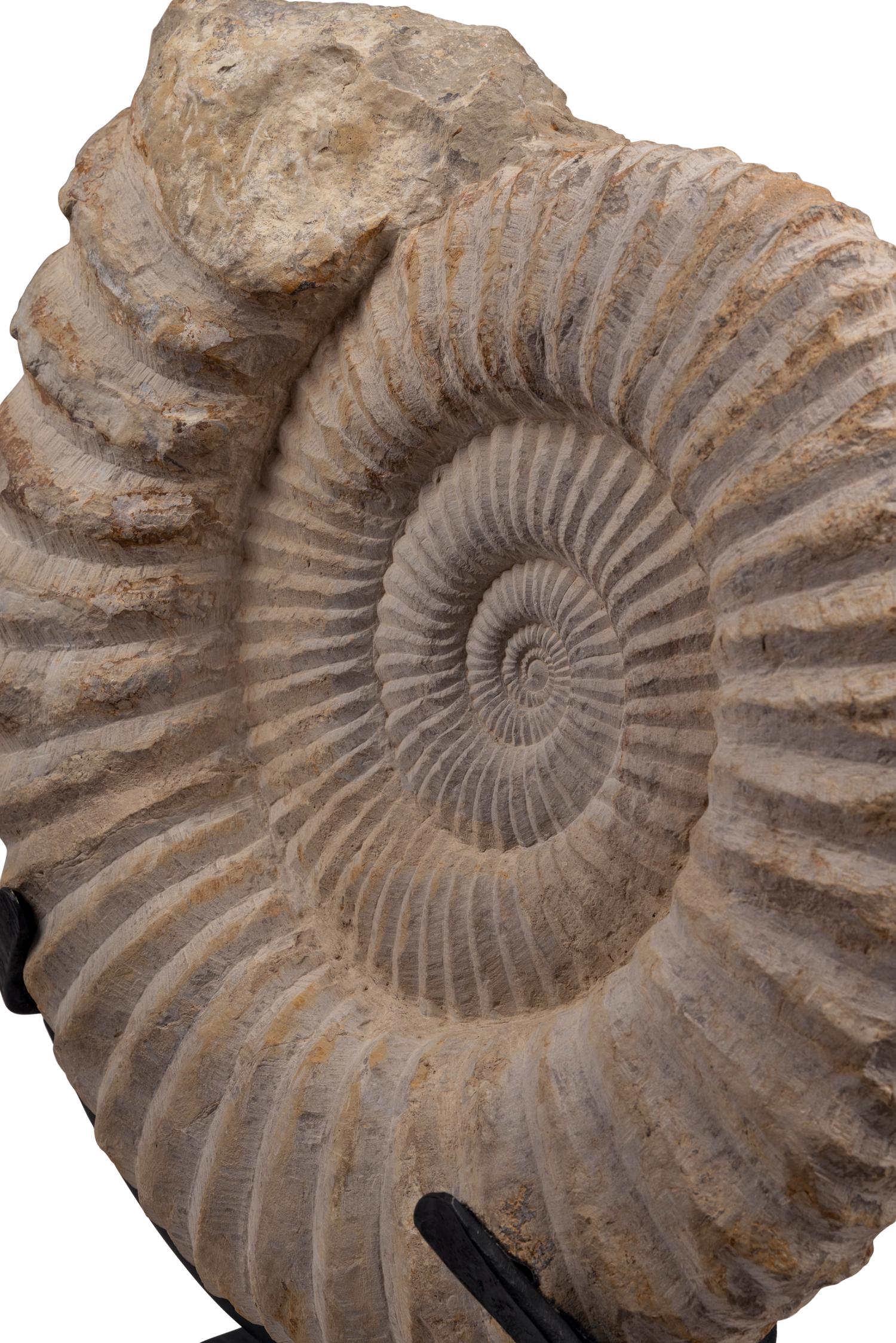 A Large Mounted Nautilus Fossil Specimen