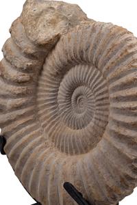 A Large Mounted Nautilus Fossil Specimen