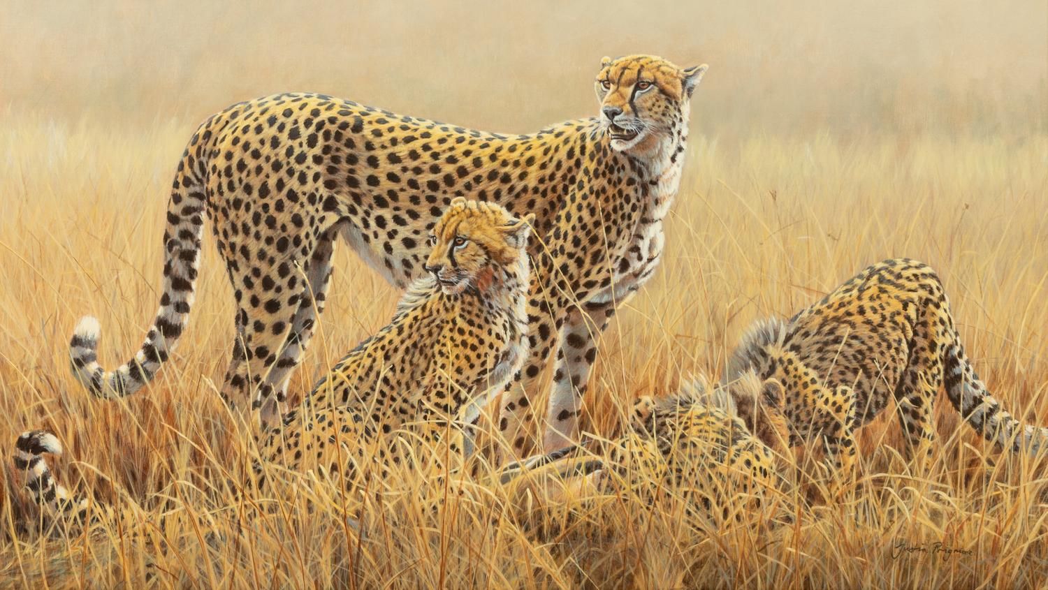 Watching for Scavengers - Cheetah , 2007