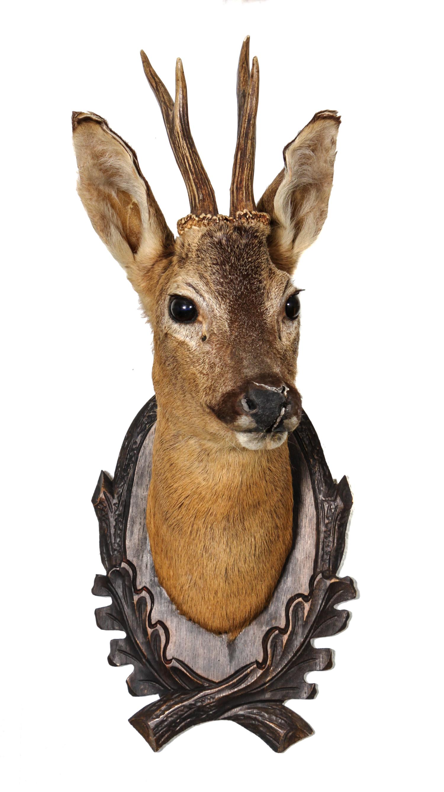 A Roe Deer Shoulder Mount