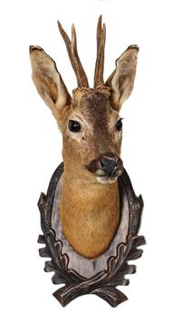 A Roe Deer Shoulder Mount