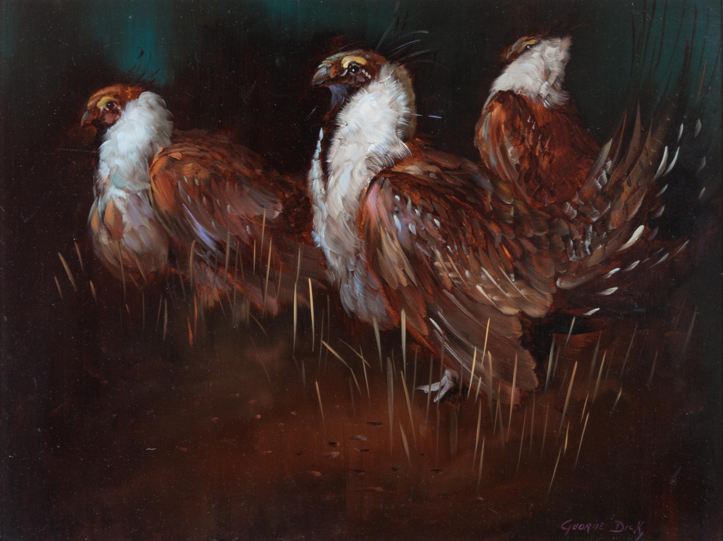 Sage Grouse