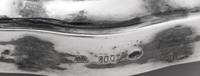 An Eastern European Silver Vase