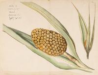 Hendrik Adriaan van Rheede tot Drakenstein, publisher (Dutch, active ca 1678-1693). 6 engraved plates from Hortus Indicus Malabaricus . [Amsterdam, ca 1686].