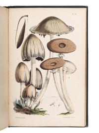 [FUNGUS]. BADHAM, Charles David (1805-1857). A Treatise on the Esculent Funguses of England . Frederick Currey, editor. London: Lovell Reeve & Co., 1863.