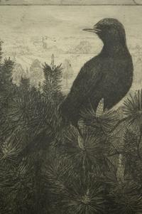 Black Bird