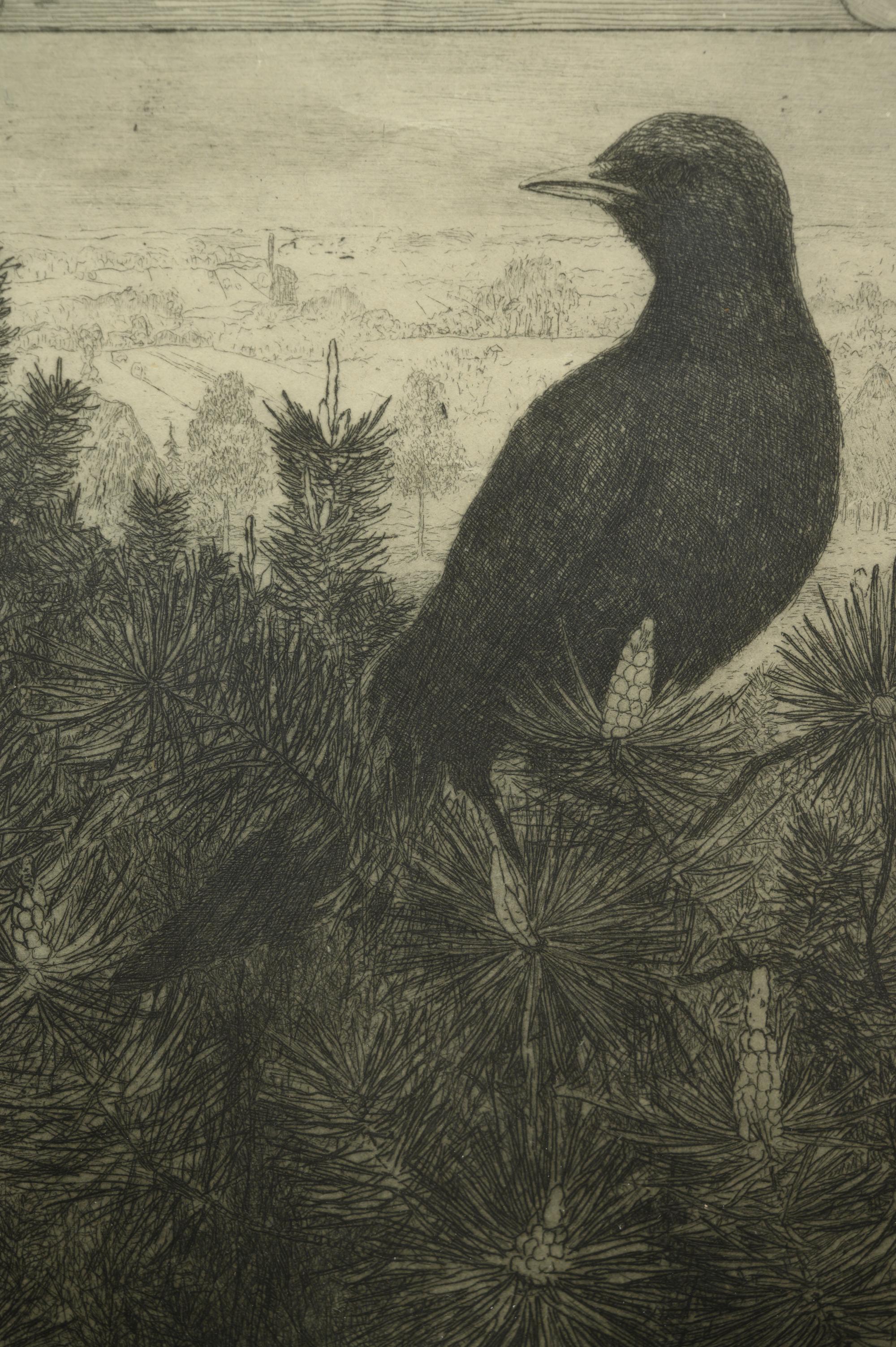 Black Bird