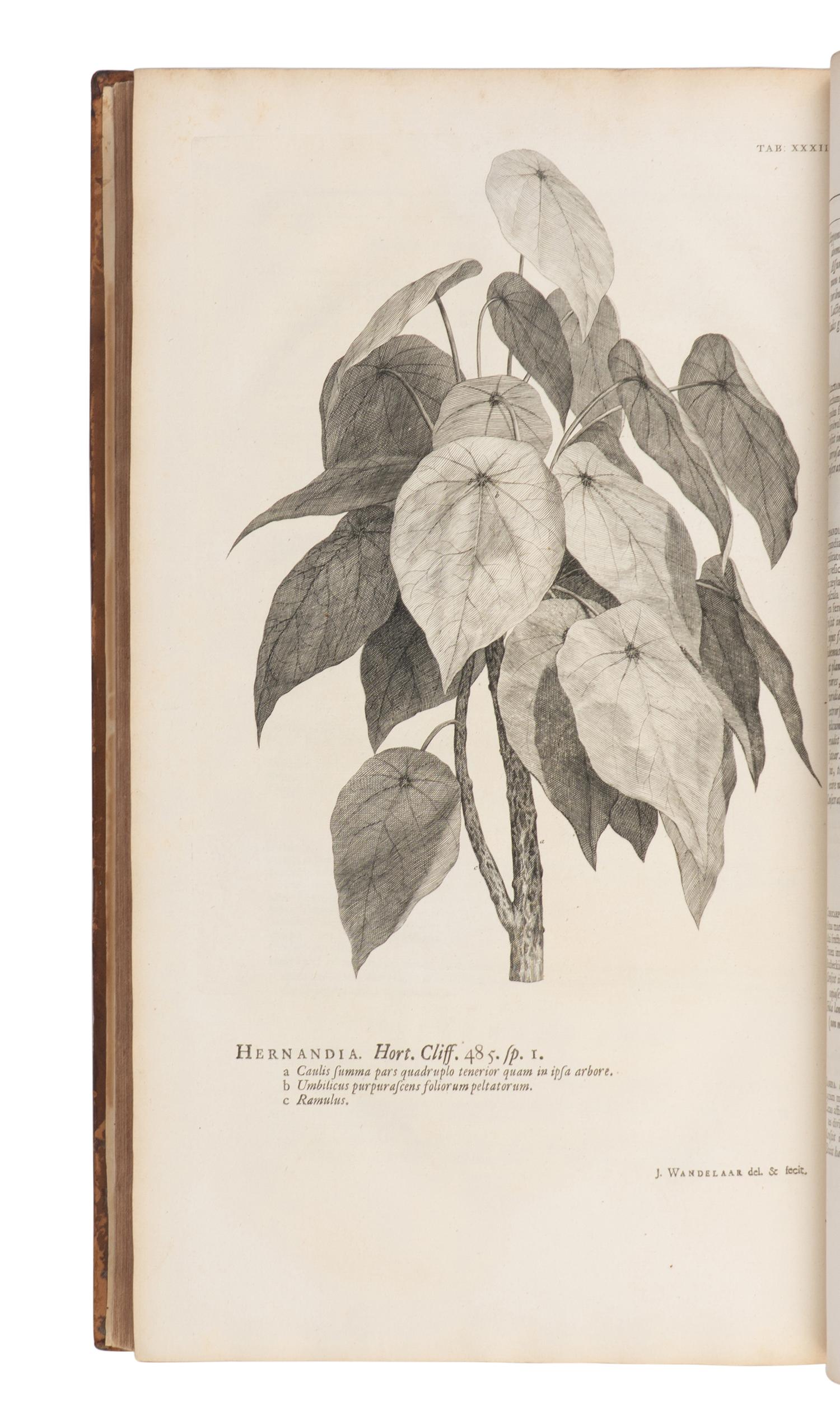 [NATURAL HISTORY]. LINNAEUS, Carolus (1707-1778). Hortus cliffortianus . Amsterdam, 1737 [i.e. 1738].