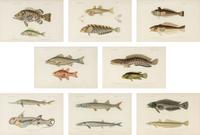 A Set of Eight Hand-Colored Fish Engravings