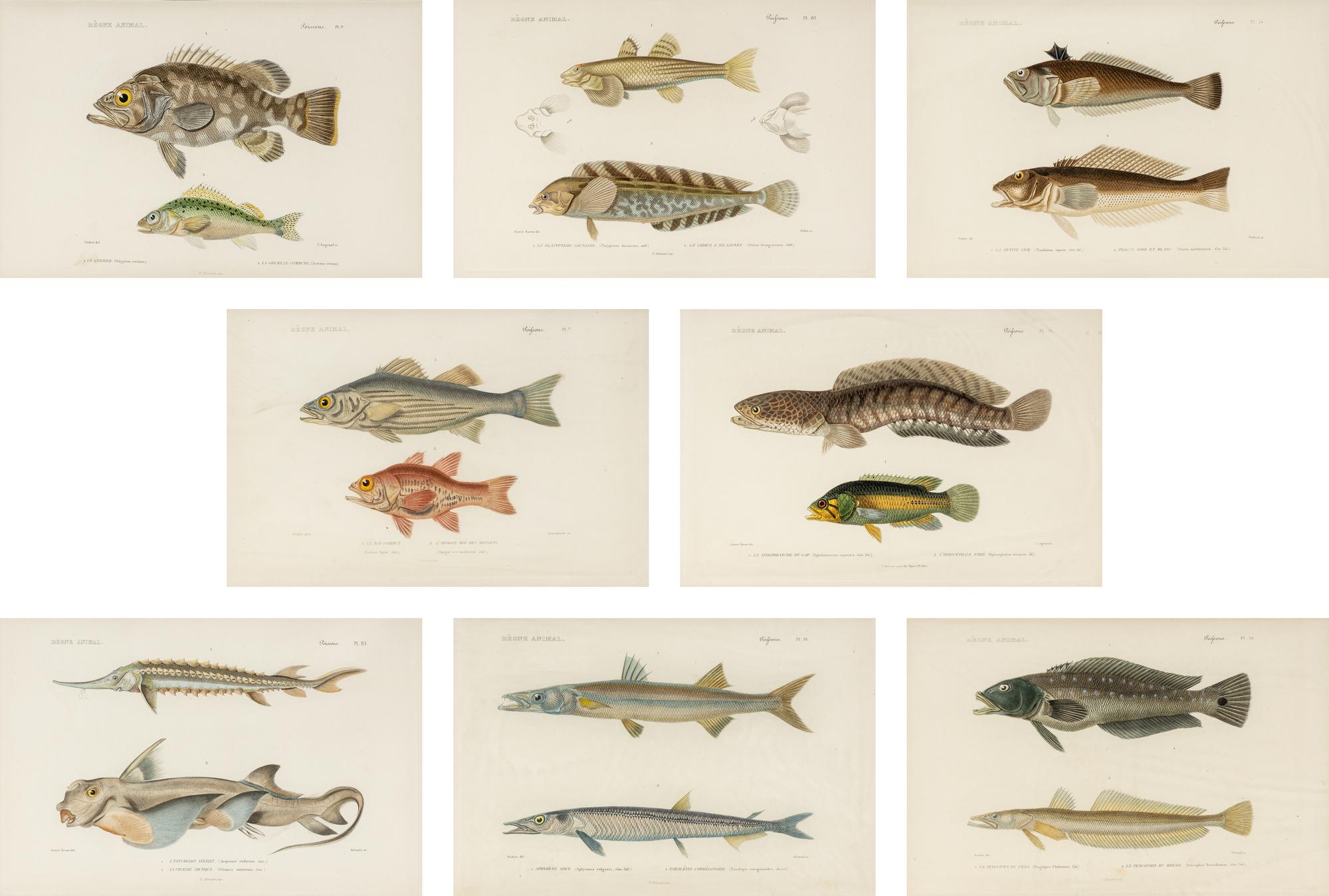 A Set of Eight Hand-Colored Fish Engravings