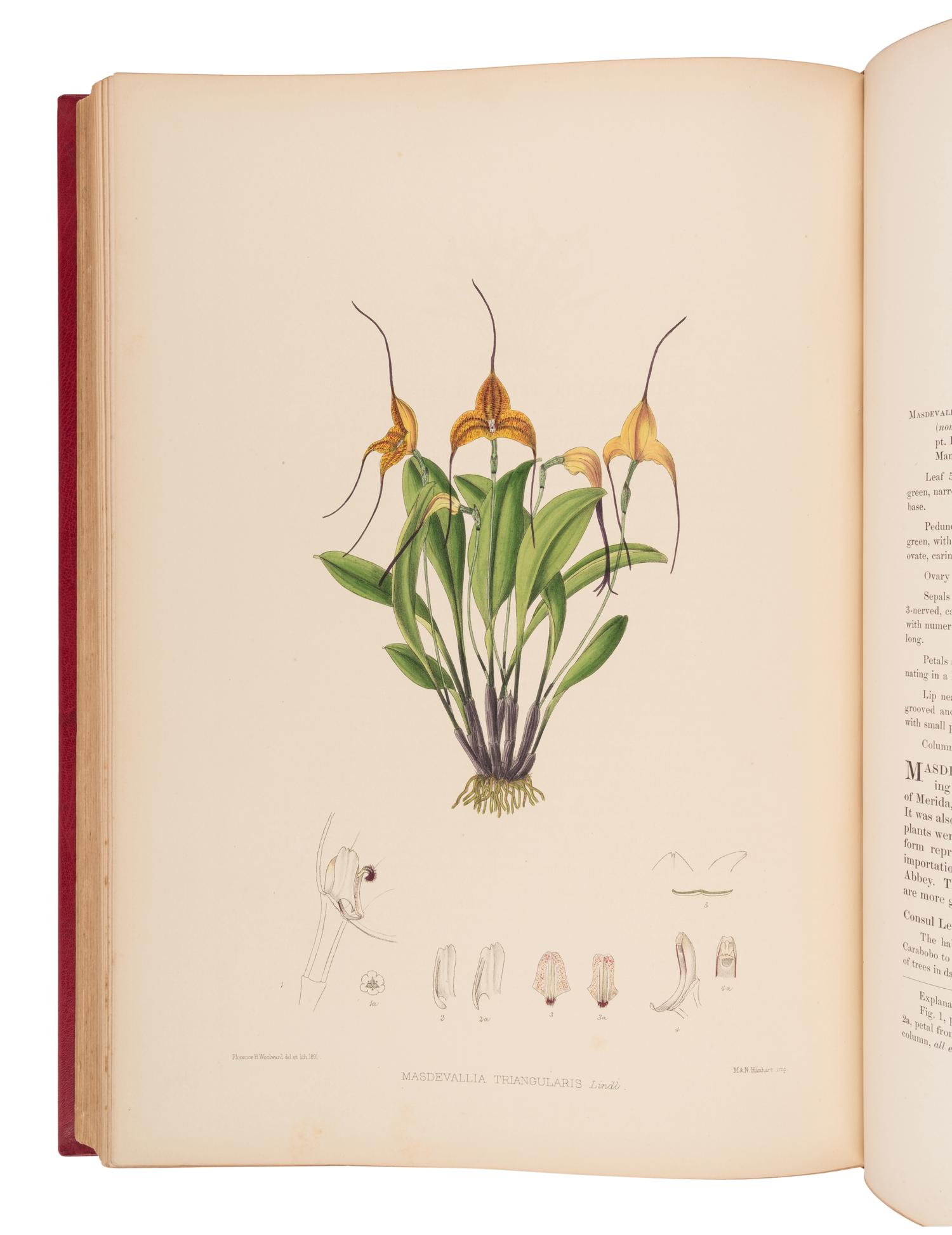 WOOLWARD, Florence (1854-1930). The Genus Masdevallia, issued by the Marquess of Lothian, K.T., Chiefly from Plants in his Collection of Orchids at Newbattle Abbey... with additional notes by F.C. Lehmann . London: Lyne & Sons for R.H. Porter, 1890-1896.