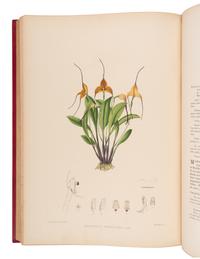 WOOLWARD, Florence (1854-1930). The Genus Masdevallia, issued by the Marquess of Lothian, K.T., Chiefly from Plants in his Collection of Orchids at Newbattle Abbey... with additional notes by F.C. Lehmann . London: Lyne & Sons for R.H. Porter, 1890-1896.
