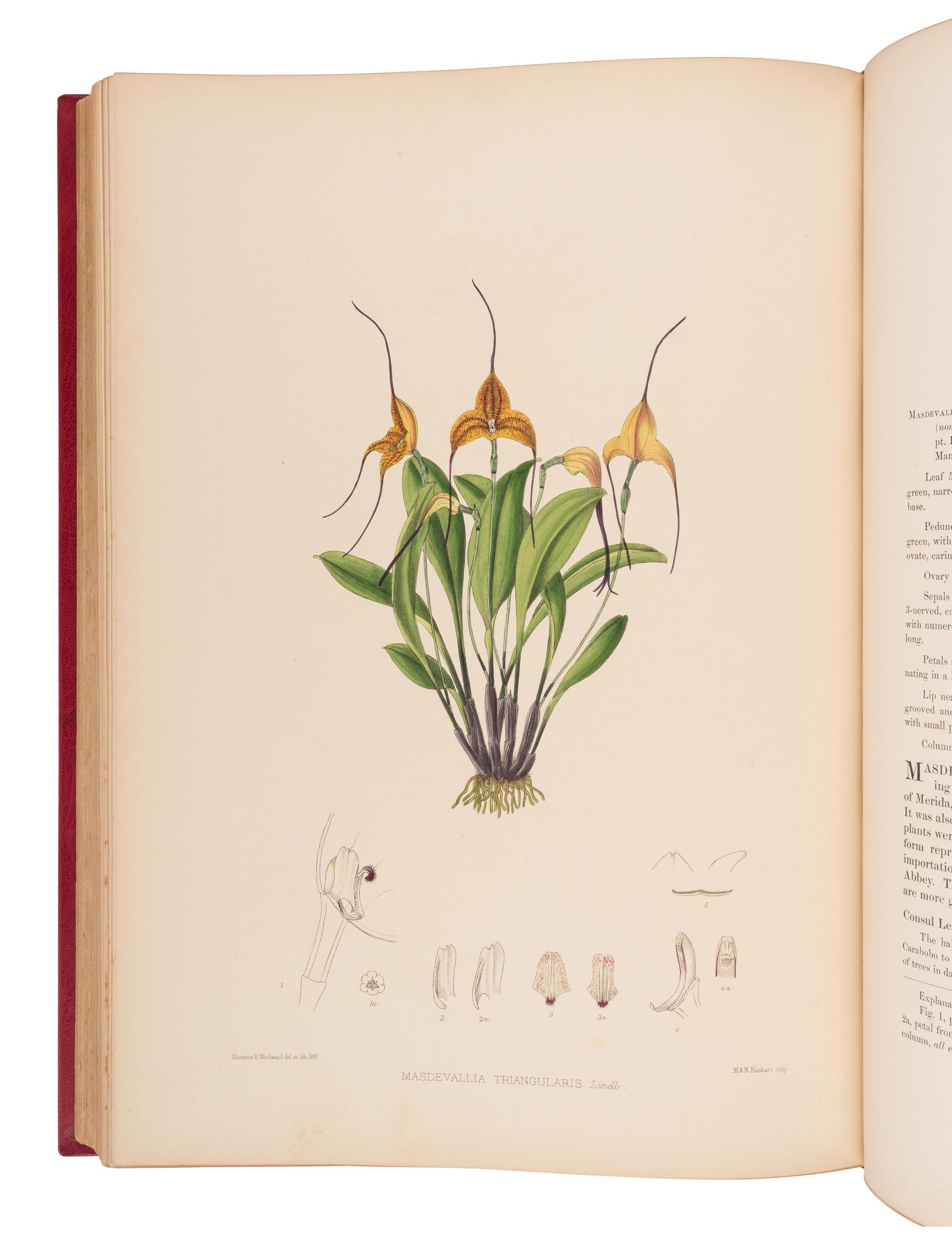 WOOLWARD, Florence (1854-1930). The Genus Masdevallia, issued by the Marquess of Lothian, K.T., Chiefly from Plants in his Collection of Orchids at Newbattle Abbey... with additional notes by F.C. Lehmann . London: Lyne & Sons for R.H. Porter, 1890-1896.